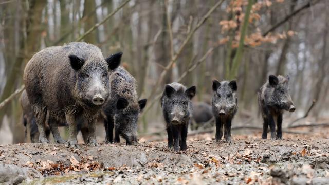 Wild boar phd thesis