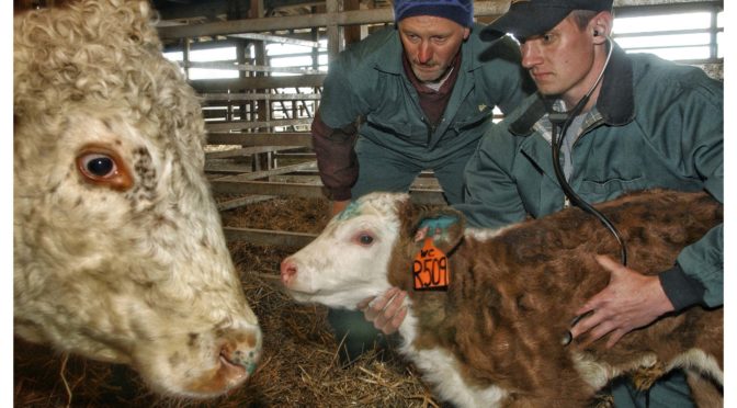 Medicine, Value, and Knowledge Across the Species Line: Contemporary U.S. Veterinary Medicine as Cultural Practice