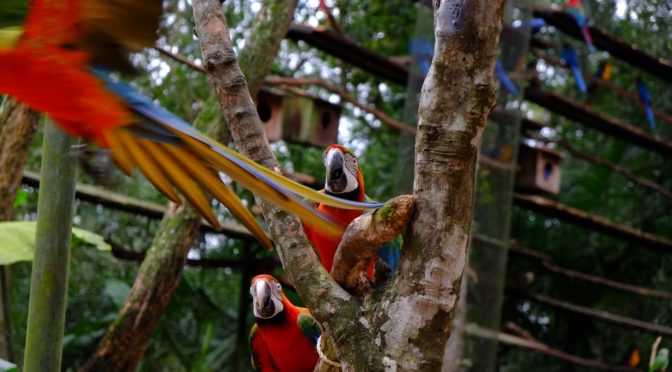 Emigrating Animals and Migratory Humans: Belonging, Prosperity and Security in More-Than-Human World